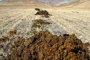 Hayvansal Gübreler Merkezden Uzaklaştırılacak