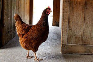 Hırsızlar 5 Bin Liralık Tavuk Çaldı