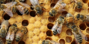 Samsun`dan Arıcılık Sektörüne Bir Katkı