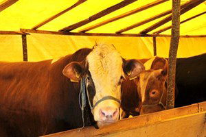 Samsun`da Şap Hastalığından Telef Olan Hayvan Yok