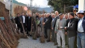 6 Bin 500 Hünnap Fidanı