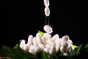 Hatay`da İpek Üretimi İki Kat Arttı