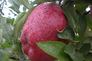 Isparta Elması Dünya Pazarında