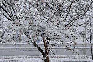 Kar Yağışı Kırklareli Çiftçisini Sevindirdi