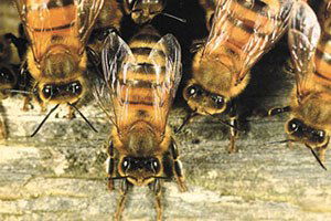 Kastamonu`da 526 Bin Lira Arılı Kovan Desteği Yapıldı