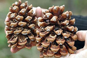 Kilosu 130 Lira Ama Yetiştiricisi Mutsuz