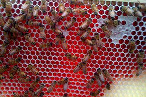 Osmaniye`deki `Kırmızı Bal`In Sırrı Arap Sümbülü Poleni