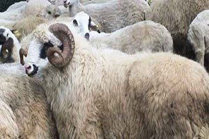 Bingöl`de 41 Yetiştiriciye 227 Koç Dağıtıldı