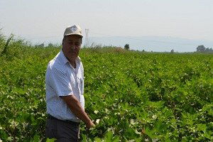 Pamuk Üretiminde Yeni Politikalara İhtiyaç Var