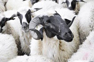 Osmaniye`de, Koyun ve Keçilerde Verimliliği Artırma Projesi