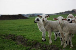 Damızlık Koyun-keçi Yetiştiricileri Birliği Kurulması Çalışmaları Sürüyor