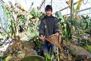 Mersin`de Don ve Rüzgar, Çilekle Muzu Vurdu