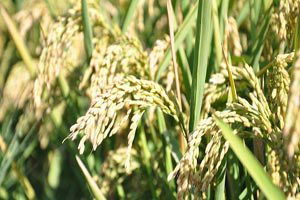 Mısırdan Sonra Çeltik Üretiminde de Rekor