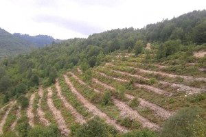 Ordu`da 2.5 Milyon Fidan Üretildi