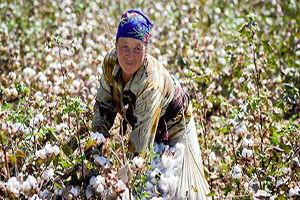 Özbekistan, Pamuk Üretimini Azaltmayı Amaçlıyor