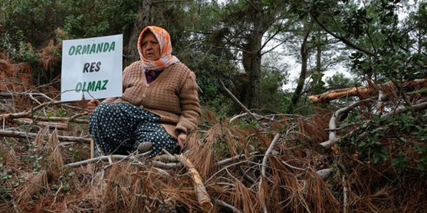 49 Yıllığına Kiralanan Arazide Rüzgar Enerjisi İçin 1200 Çam Ağacı Kesildi