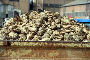 Pancar Alım Kampanyası Sona Erdi