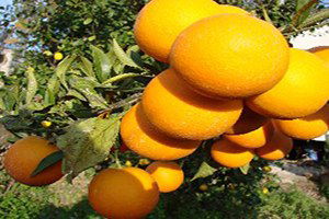 Portakal Üreticilerinden `Destek` Çağrısı