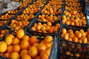 Rusya`ya İhraç Edemediği Portakalları Iğdır`da Satıyor