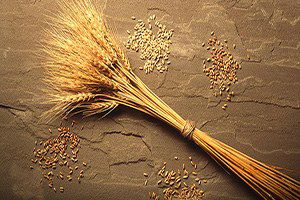 Rusya, Türkiye`ye Buğday Göndermeye Devam Edecek