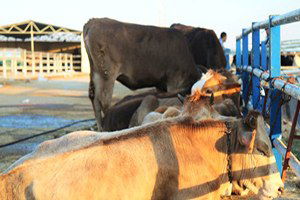 Gaziantep`te Yaygın Şap Hastalığı Yok Ancak Üretici Tedbirli Olsun