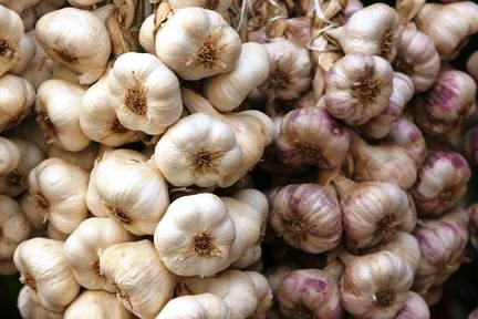 Sarımsak Üreticisi Fiyatlardan Memnun