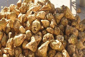 Babaeski`de Şeker Pancarı Eğitimi Düzenlendi