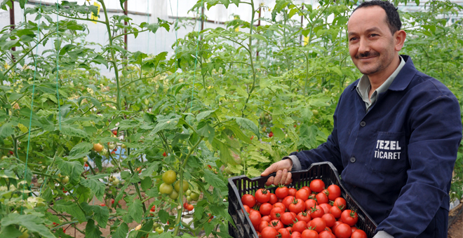 Simav`daki Seralarda Topraksız Tarım Alanı 100 Dönüme Ulaştı