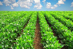 Sulakyurt`ta Tarım Uygulamaları İstişare Toplantısı