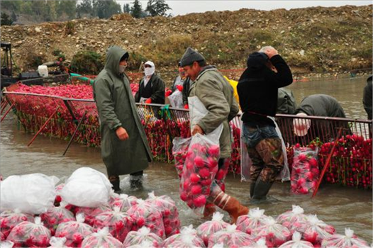 Tarım İşçilerinin Zorlu Kış Mesaisi