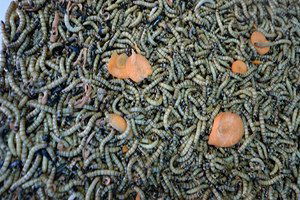 Un Kurduna Yoğun Talep