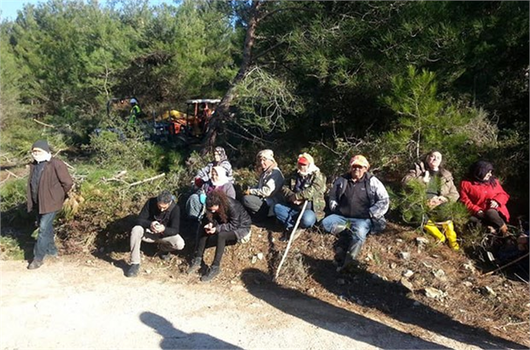 Urla`da İhtilaflı RES İçin 1.800 Ağacın Kesimine Başlandı