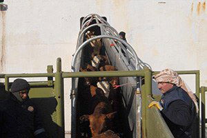 Uruguay`dan Büyükbaş Hayvan İthalatı