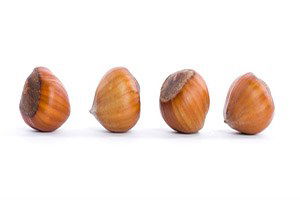 Yeni Fındık Çeşitlerinin Tozlayıcılarının Belirlenmesi İçin Proje Başlatıldı