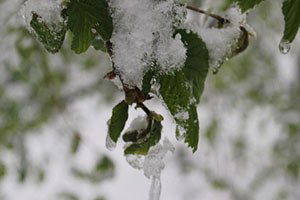 Akdenizli Çiftçilere Zirai Don Uyarısı