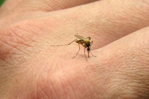 DSÖ, Zika Virüsüyle İlgili Acil Durum İlan Etti