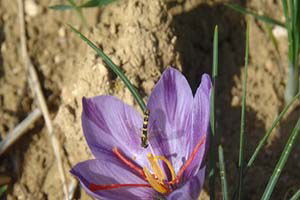 14 Köyde 43 Üreticiden 20 Kilo Safran Elde Edildi