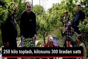 İlk Erik 300 Liradan Satıldı