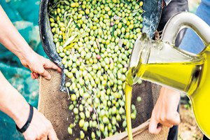 `35`lik Zeytinyağı Hile Korkusu Saldı