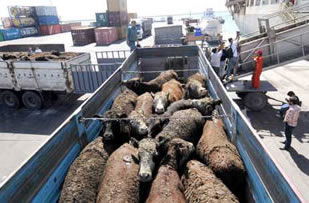 `Türkiye`ye Hayvan İhracatı Durdurulsun`