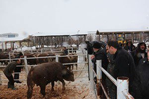 Bingöl`de Yetiştiricilere Damızlık Boğa Dağıtıldı