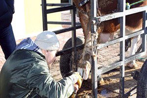Ahırlardaki Büyükbaş Hayvanların Uzayan Tırnakları Enfeksiyona Yol Açıyor