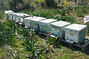 Büyükşehir`den Arı Üreticilerine Büyük Destek