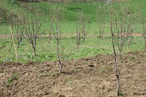 Güroymak`ta Alternatif Tarım Ürünleri Toplantısı Yapıldı