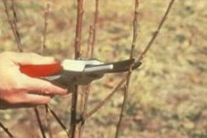 Bağ Budamı Başladı