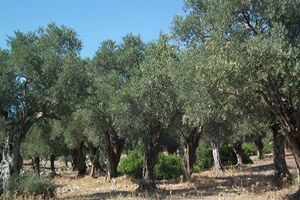 Zeytin Üreticisi Tedirgin