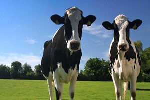 Büyükbaş Azaldı, Küçükbaş Arttı