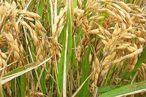 Çeltik Fiyatının Artırılması İsteği