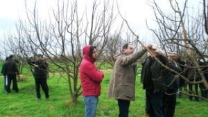 Meyvecilik, Budama Ve Aşılama Eğitimi