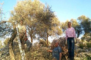 Dalaman`da Zeytin Gençleştirme ve Budama Eğitimi